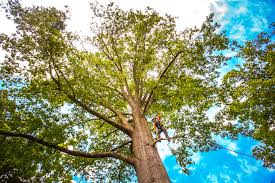 Best Tree Preservation Services  in Corry, PA