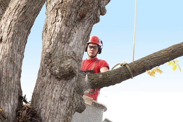 Best Tree Disease Treatment  in Corry, PA